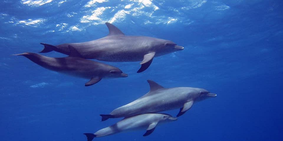 hurghada delfine schwimmen