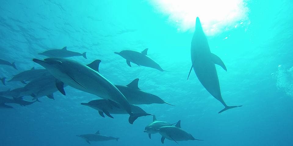 Hurghada Delfine schwimmen