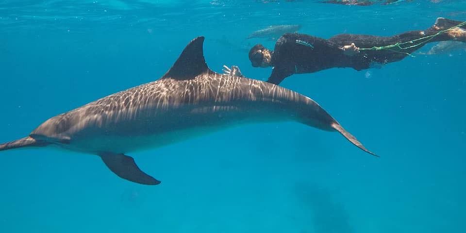hurghada delfine schwimmen