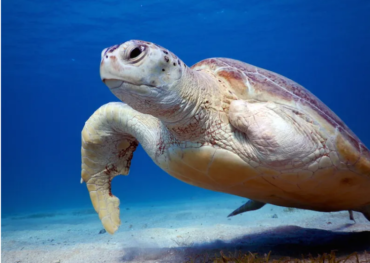 Schildkröten Hurghada - Seekuh Ägypten - Dugong Ägypten