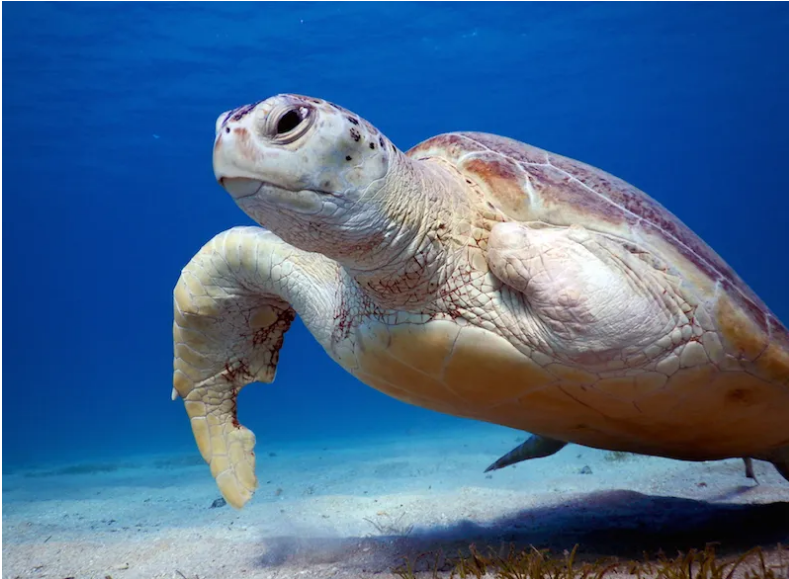 Schildkröten Hurghada - Seekuh Ägypten - Dugong Ägypten