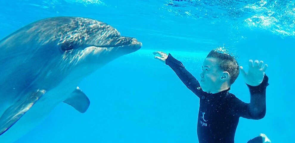 Schwimmen mit Delphine in Hurghada