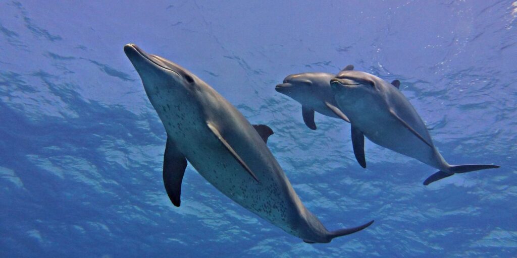 Delfinschwimmen in Makadi Bay