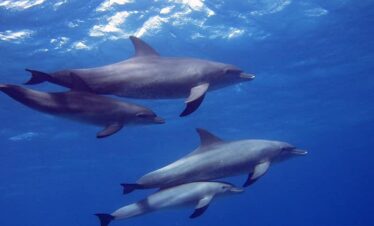 Delfinschwimmen Hurghada