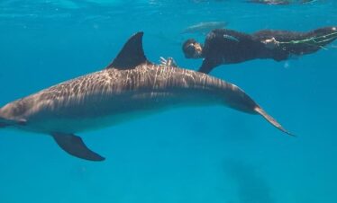 hurghada delfine schwimmen
