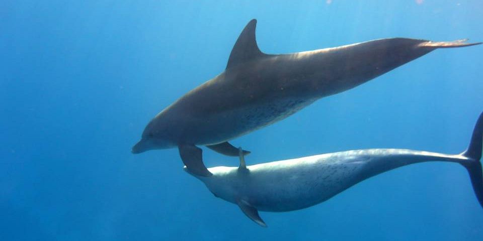 Delfinschwimmen in El Gouna