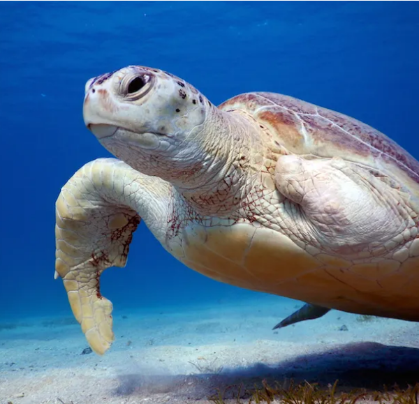 Schnorcheln mit Schildkröten und Seekühen in Marsa Alam – Ein unvergessliches Erlebnis