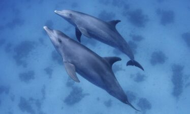 2-tägiger Schnorchelausflug zum Sataya Dolphin Reef ab Marsa Alam