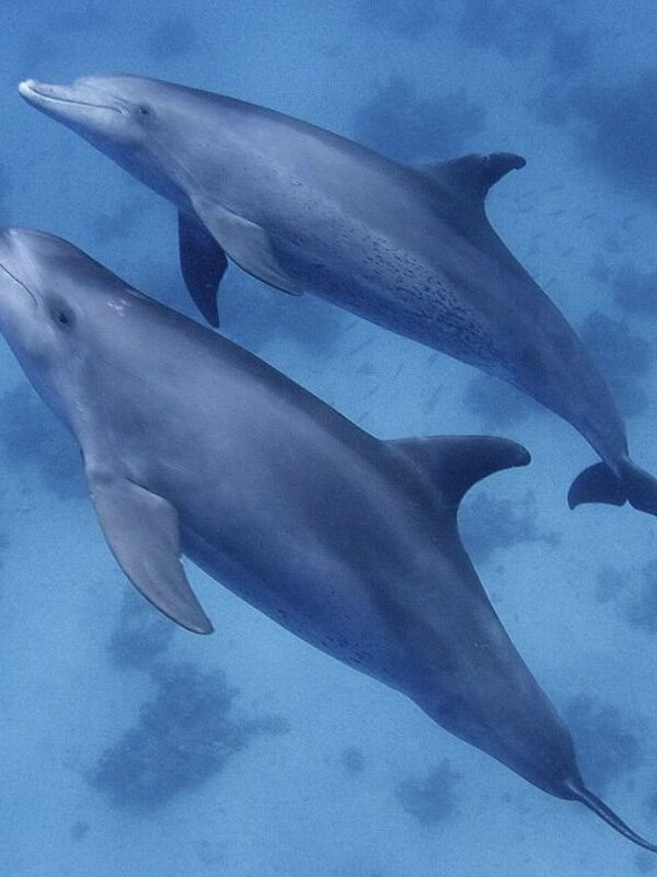 2-tägiger Schnorchelausflug zum Sataya Dolphin Reef ab Marsa Alam