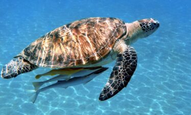 Schwimmen mit Schildkröten in Abu Dabab