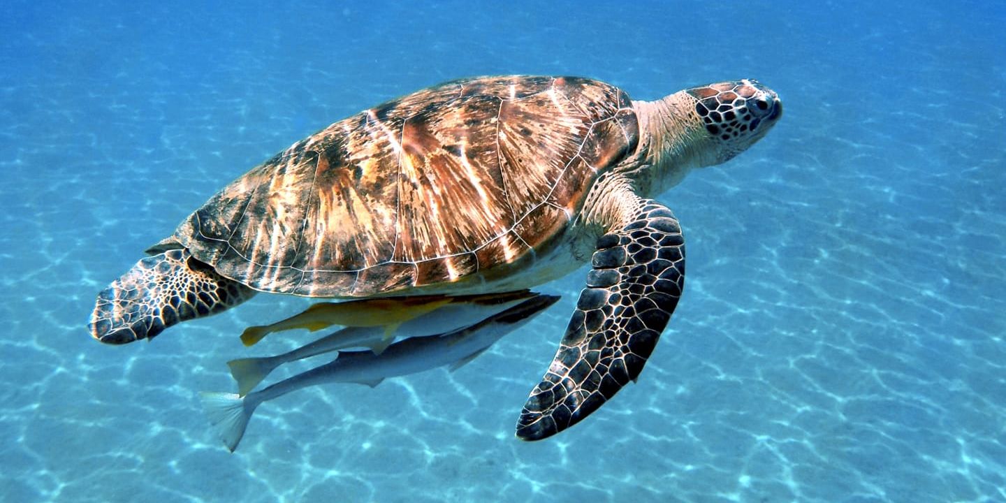 Schwimmen mit Schildkröten in Abu Dabab