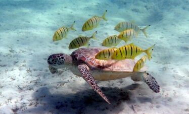 Makadi Bay Schildkröten und Seekühe Ausflug