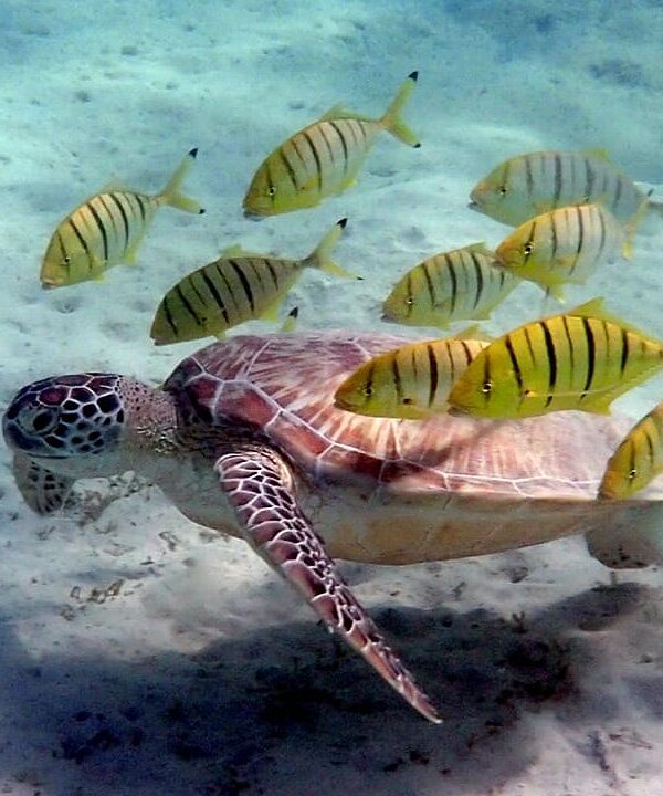 Makadi Bay Schildkröten und Seekühe Ausflug