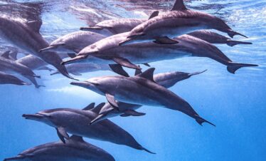 Marsa Alam Delfin-Ausflug