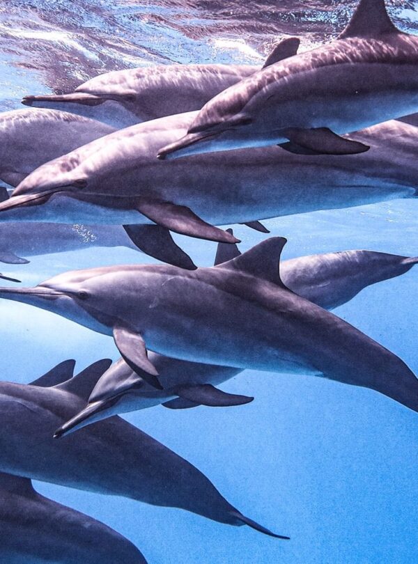 Marsa Alam Delfin-Ausflug