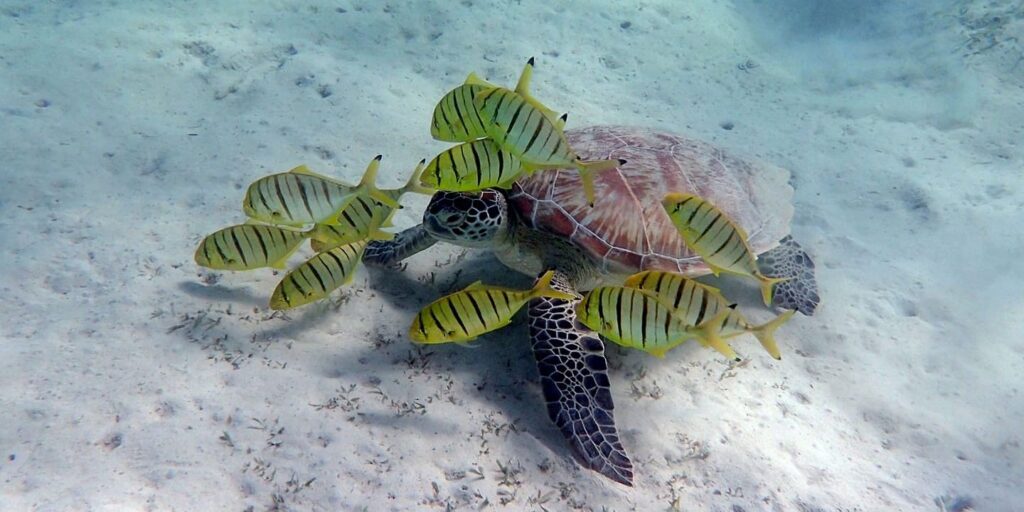 Marsa Alam Schildkröten Schnorcheltour