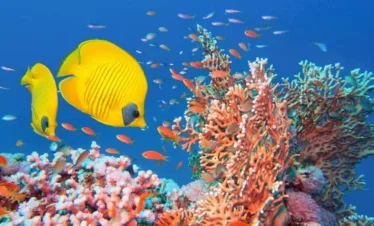 Marsa Alam schnorcheln Ägypten