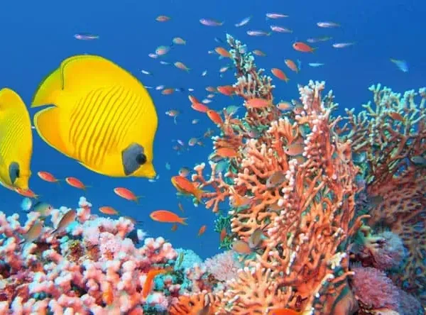 Marsa Alam schnorcheln Ägypten