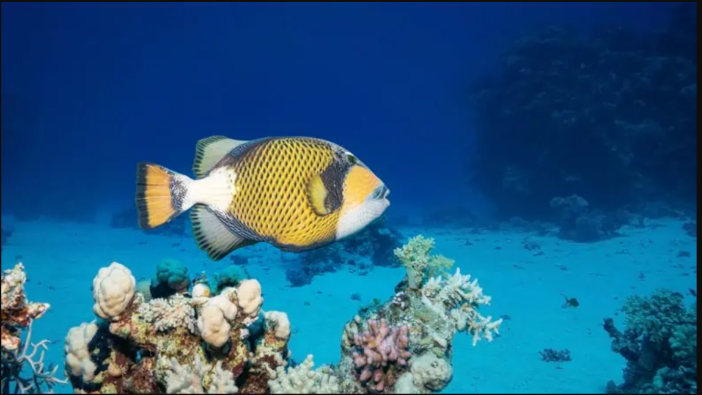 Marsa Alam schnorcheln Ägypten