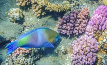 Marsa Alam schnorcheln Ägypten