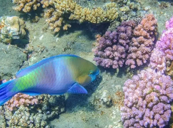 Marsa Alam schnorcheln Ägypten