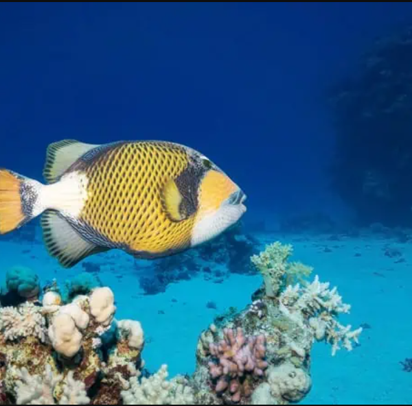 Marsa Alam schnorcheln Ägypten
