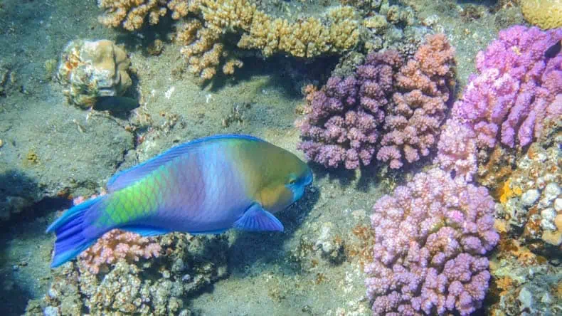 Marsa Alam schnorcheln Ägypten