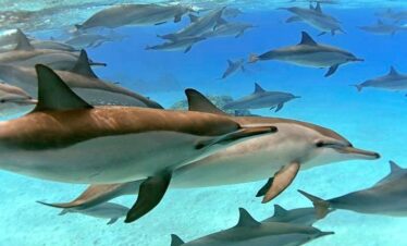 Delfinschwimmen in Safaga & Soma Bay