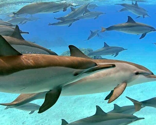 Delfinschwimmen in Safaga & Soma Bay