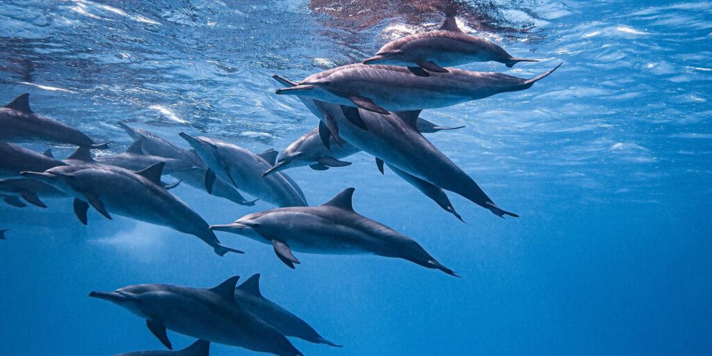 Sataya Dolphin Reef Tagestour