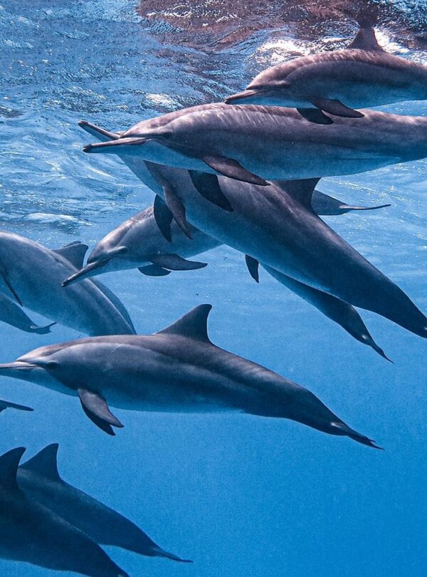 Sataya Dolphin Reef Tagestour