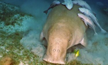 Schildkröten und Seekühe Tour ab Makadi Bay
