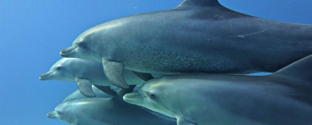 Schnorchelausflug am Sataya Dolphin Reef