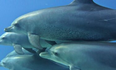 Schnorchelausflug am Sataya Dolphin Reef