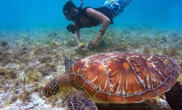 Erleben Sie 2 Tage Schnorcheln am Sataya Dolphin Reef ab Marsa Alam. Delfine, bunte Korallenriffe & komfortabler Transfer inklusive. Jetzt online buchen!