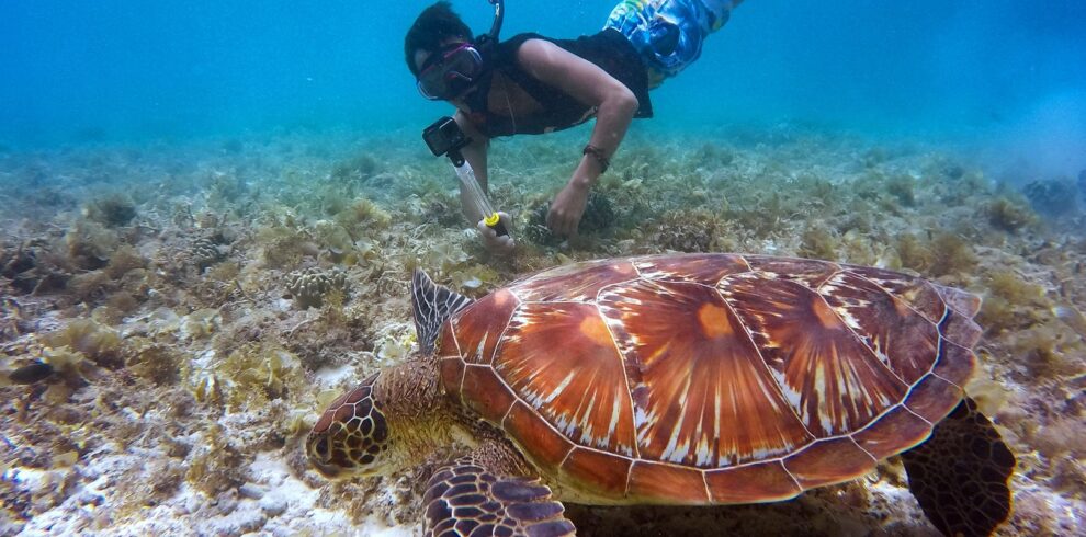 Erleben Sie 2 Tage Schnorcheln am Sataya Dolphin Reef ab Marsa Alam. Delfine, bunte Korallenriffe & komfortabler Transfer inklusive. Jetzt online buchen!