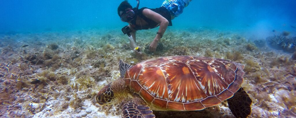 Schnorcheln mit Schildkröten Marsa Alam