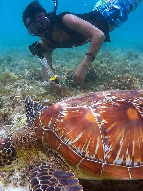 Schnorcheln mit Schildkröten Marsa Alam