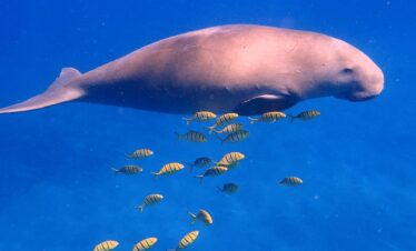 Schnorcheln mit Schildkröten und Seekühen in Marsa Alam – Ein unvergessliches Erlebnis