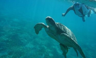 Schnorcheln mit Schildkröten Marsa Alam