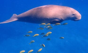 Schwimmen mit Seekühen Makadi Bay