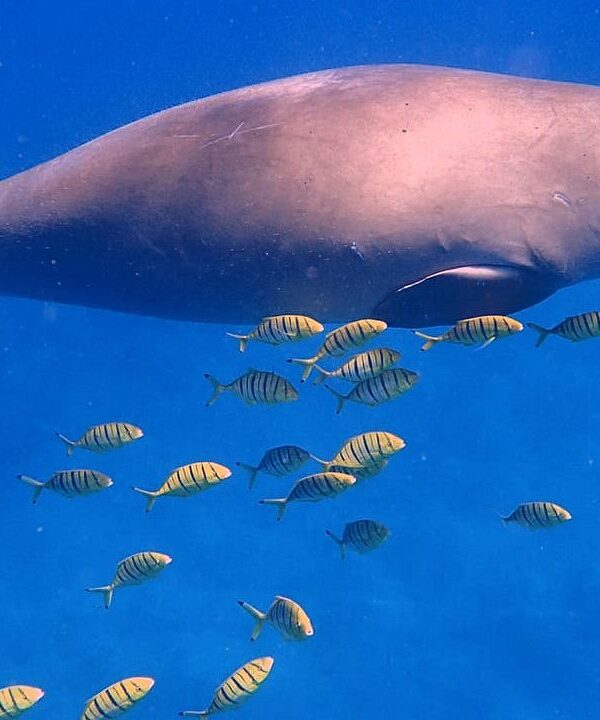 Schwimmen mit Seekühen Makadi Bay