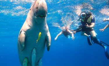 Seekühe Schnorcheln Marsa Alam