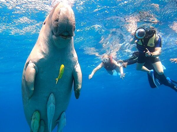 Seekühe Schnorcheln Marsa Alam