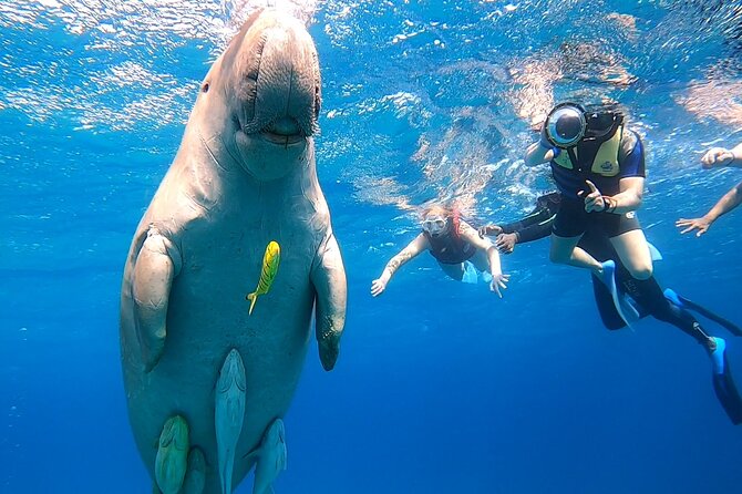 Seekühe Schnorcheln Marsa Alam