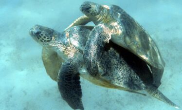 Tagestour Schildkröten und Seekühe Makadi Bay