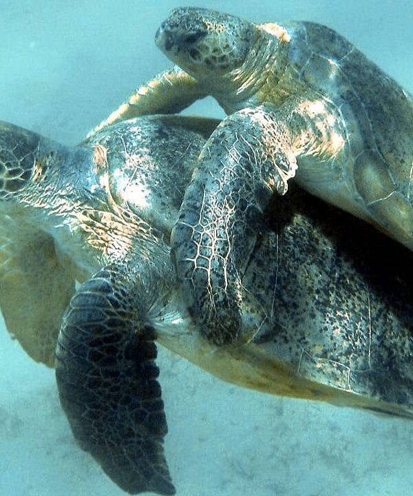 Tagestour Schildkröten und Seekühe Makadi Bay