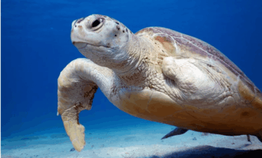 Schwimmen mit Schildkröten und Seekühen ab El Gouna