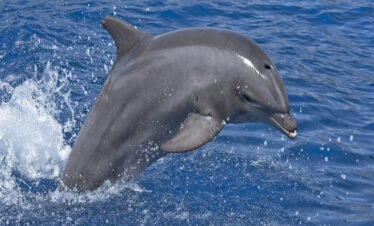 Delfinschwimmen in Sahl Hasheesh