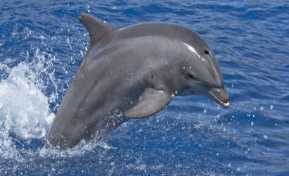 Delfinschwimmen in Sahl Hasheesh